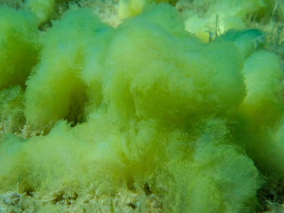 Nahaufnahme des mit Algen bewachsenen Meeresbodens im Adriatisches Meer, Montenegro (Symbolbild).