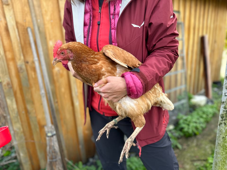 Eine Frau hält ein braunes Huhn in den Händen. 