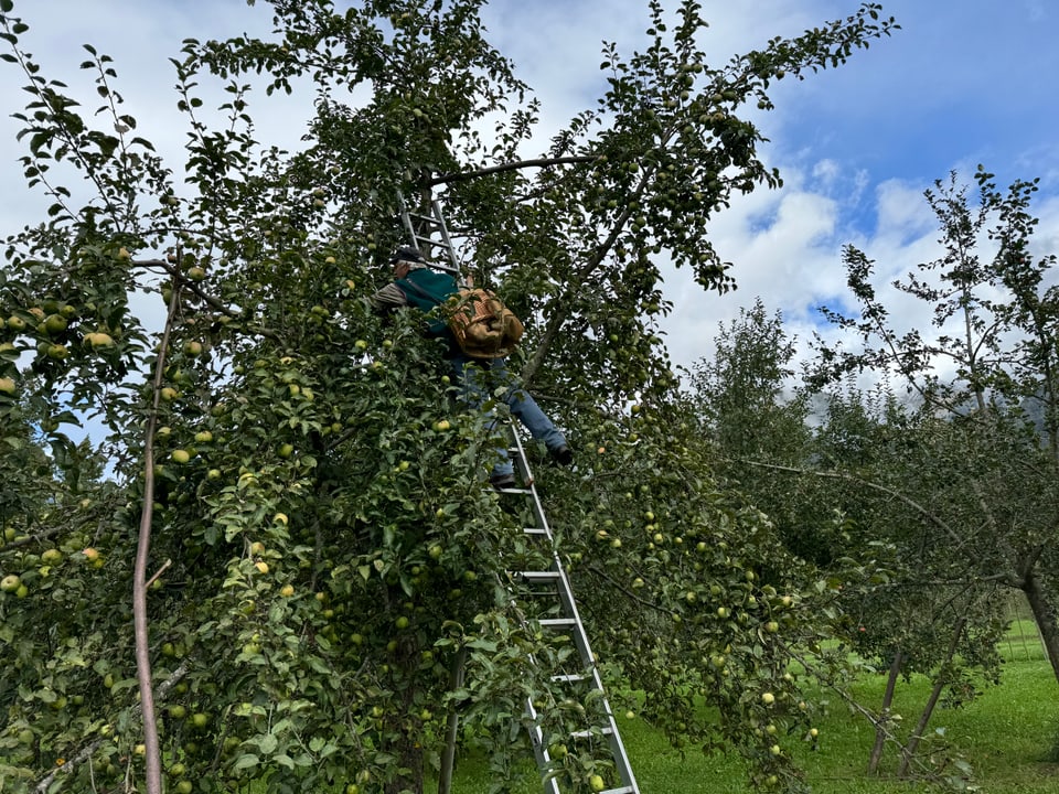 Person auf Leiter pflückt Äpfel im Obstgarten.