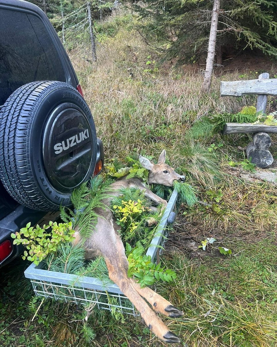 Reh in Anhängerkorb, dekoriert mit vielen grünen Pflanzen.