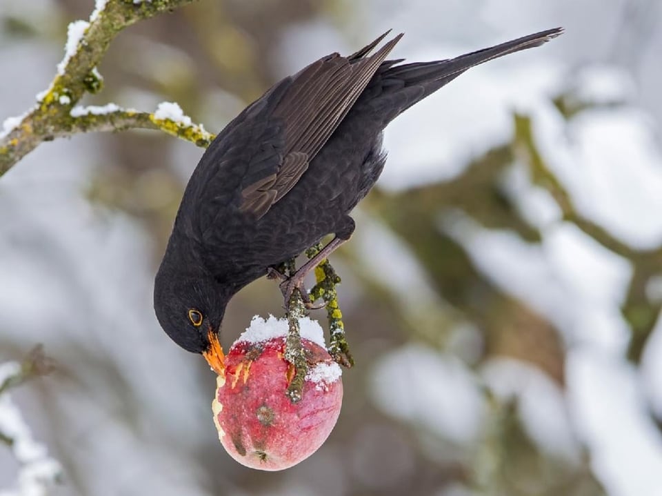 Eine Amsel isst im teifen Herbst an einem Apfel, der an einem Baum hängt