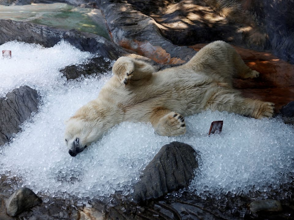 Ein Eisbär liegt auf Eiswürfeln. 