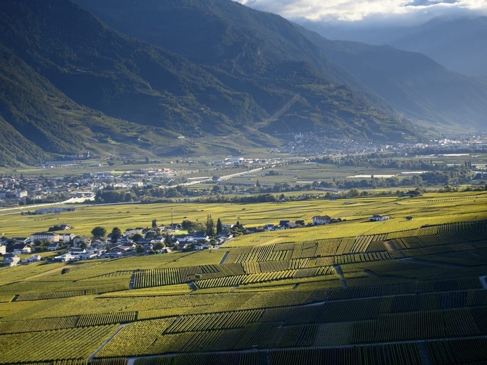 Felder mit Weinreben, mitten drin das Dorf Chamoson.