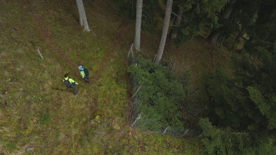 Ausserhalb des Hags werden alle Pflanzen vom Wild gefressen