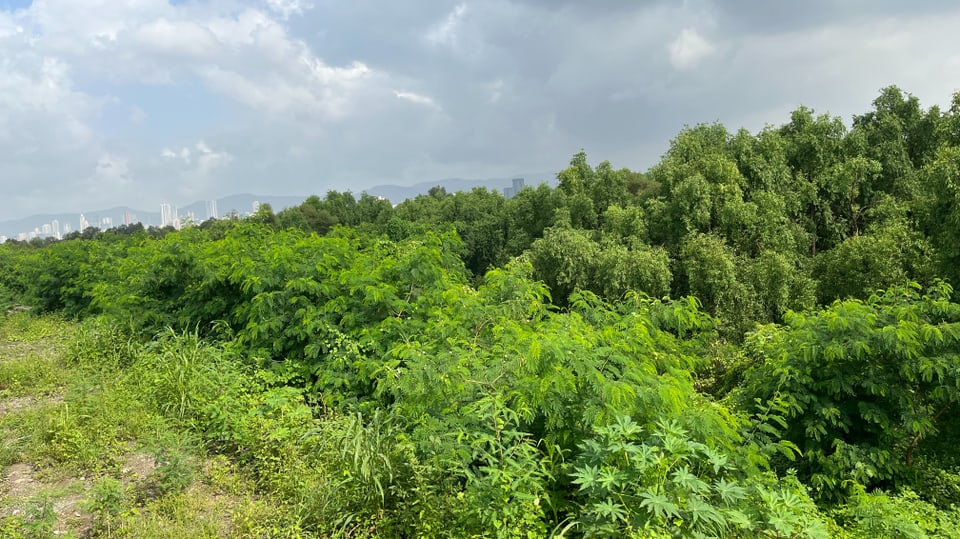 Verschieden grüne Mangrovenwälder