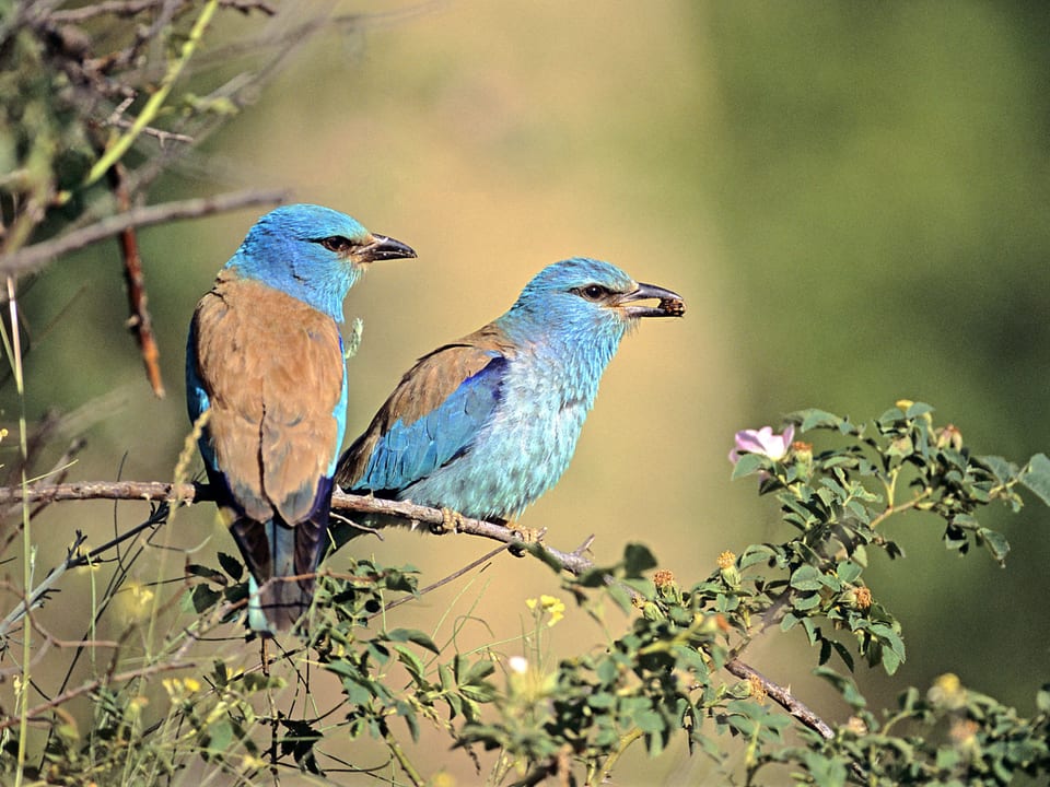 Zwei blaue Vögel sitzen auf einem Ast.