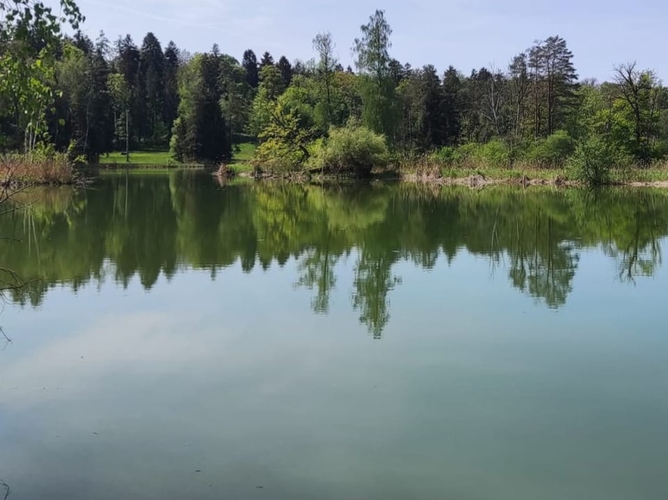 Weiher im Wald.