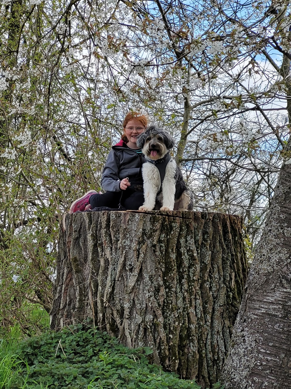 Ein Mädchen sitzt mir ihrem Hund auf einem grossen Baumstumpf.