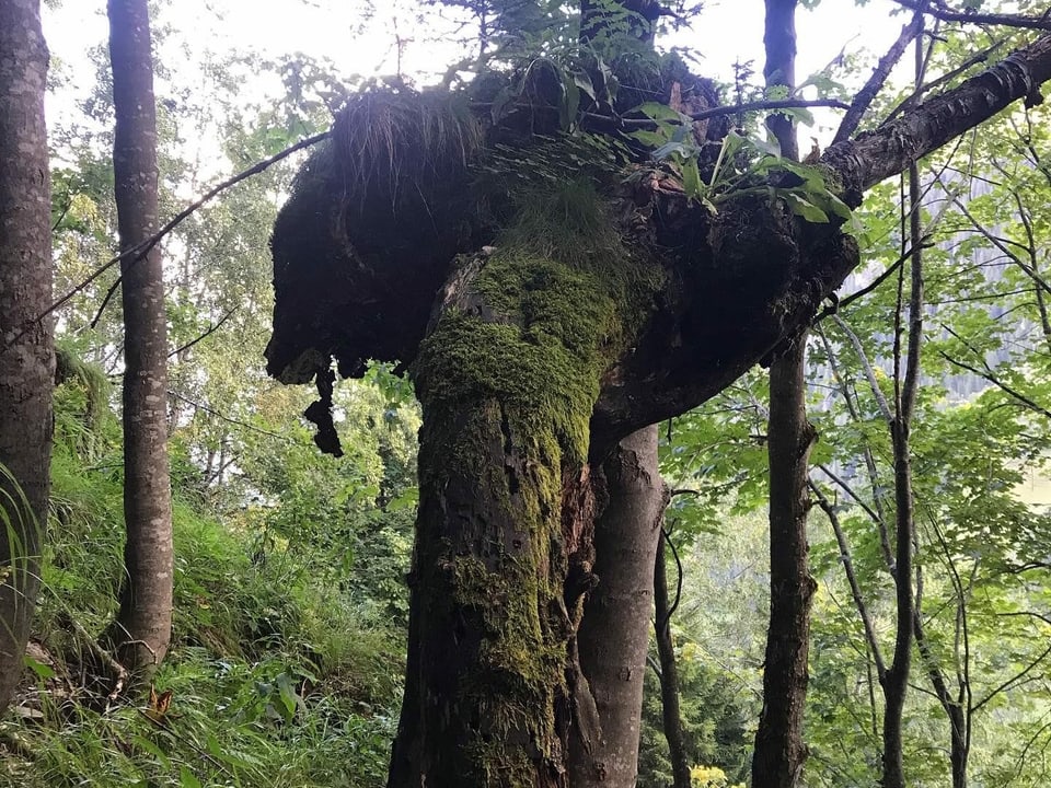 Planta speziala en in guaud.