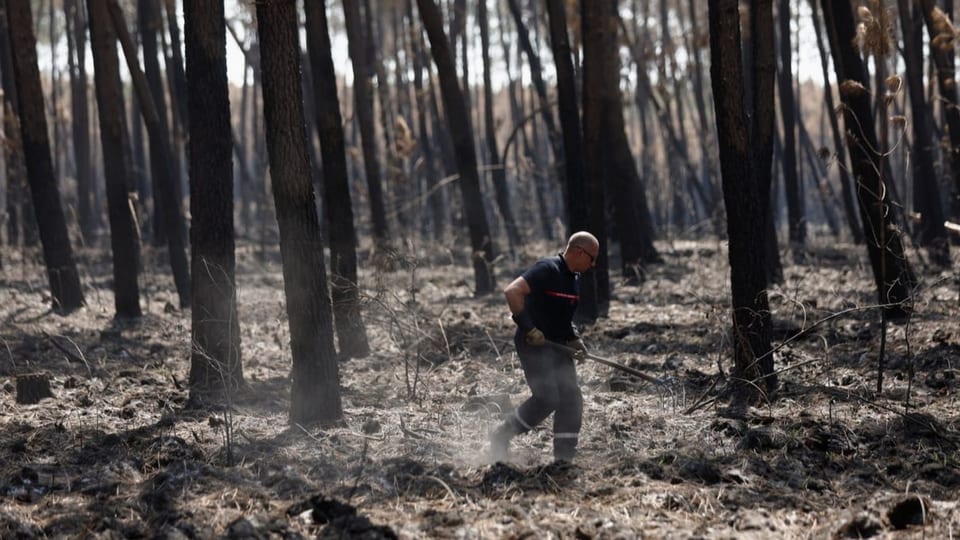 Feuerwehrmann im Wald mit verbrannten Bäumen