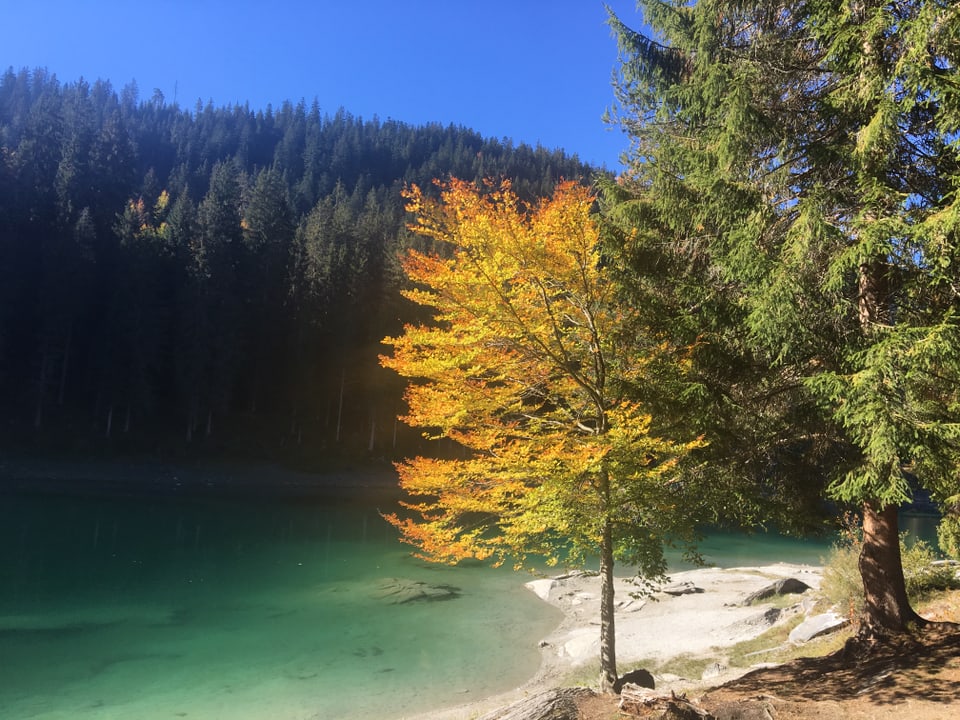 Herbstbaum am Ufer mit Wald dahinter.