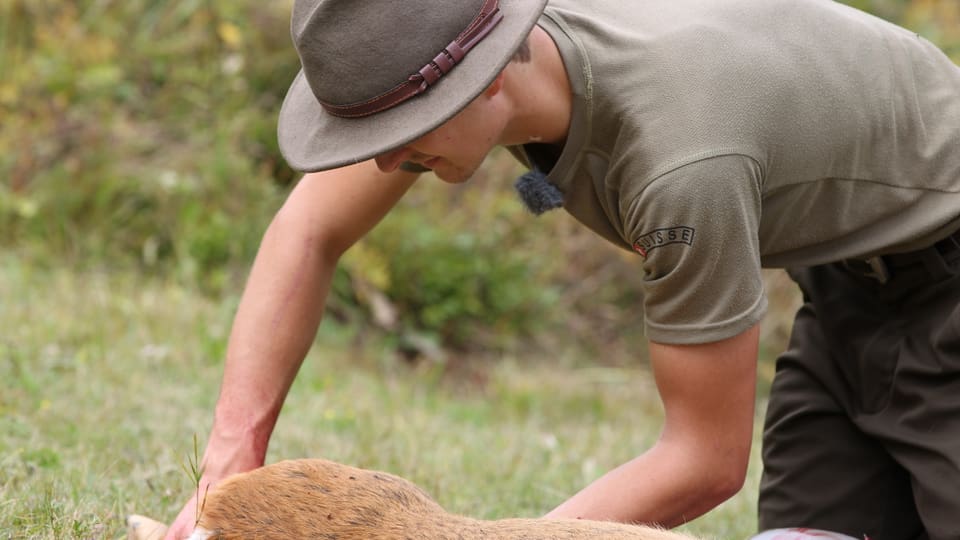 Ursin prenda ora l'endadens da l'animal. 