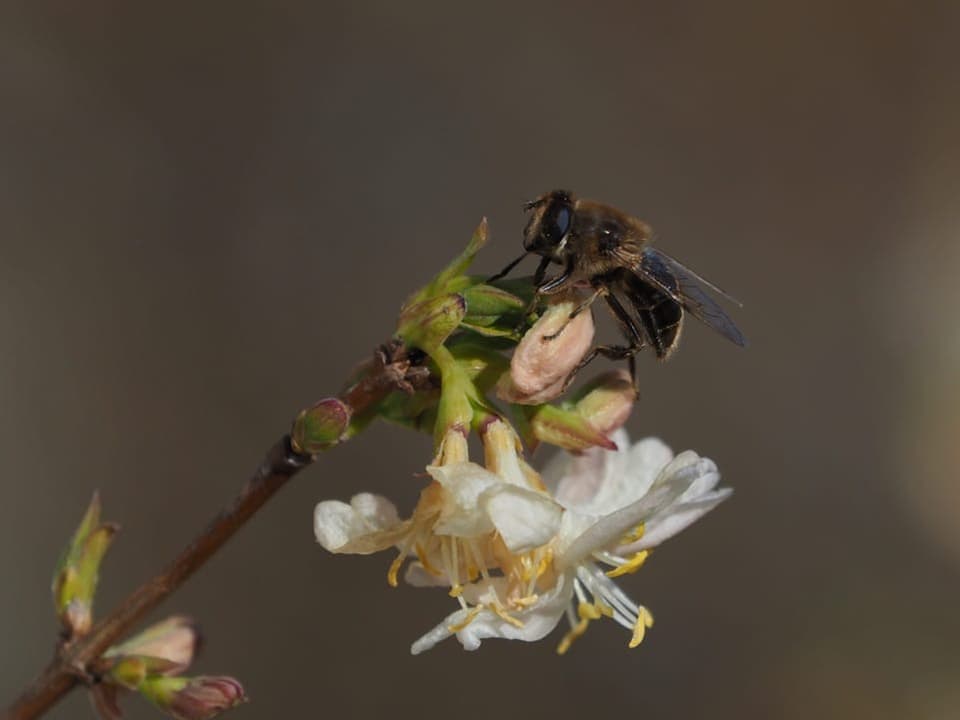 Ein Insekt an einer Blume.