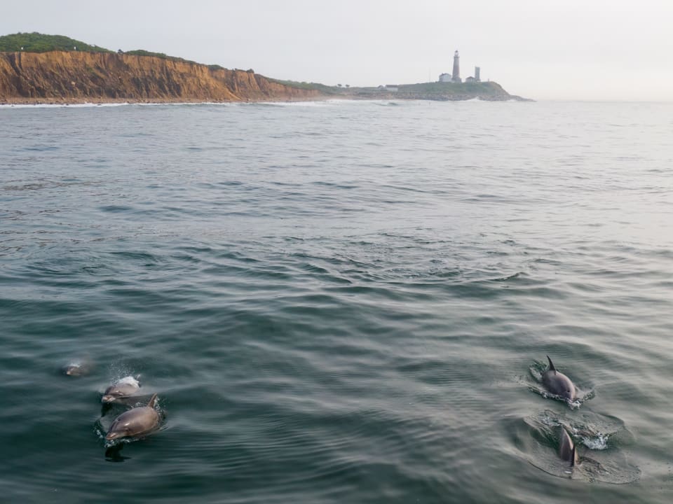 Delphine vor der Küste mit Leuchtturm