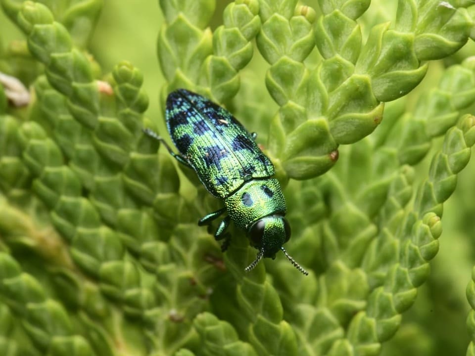 Nahaufnahme eines schillernden Käfers auf grünen Blättern.
