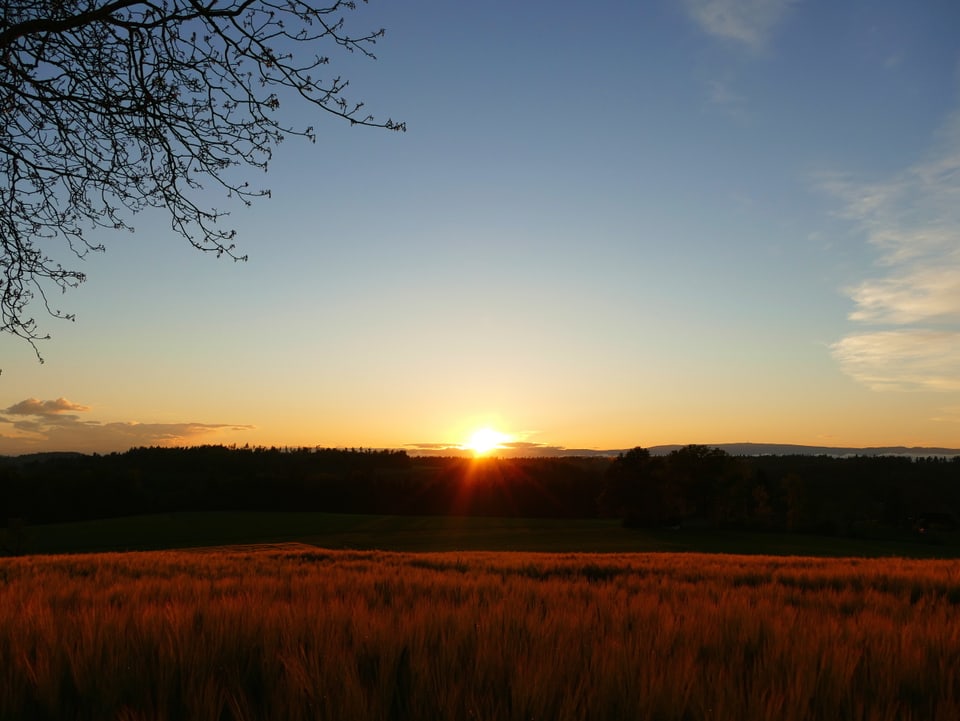 Sonnuntergang hinter einem Getreidefeld.