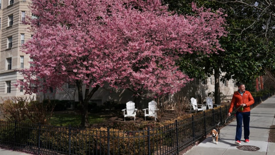 Mann geht mit Hund Gassi auf einem Trottoir. Dahinter ein grosser, pinker Kirschbaum in voller Blüte.