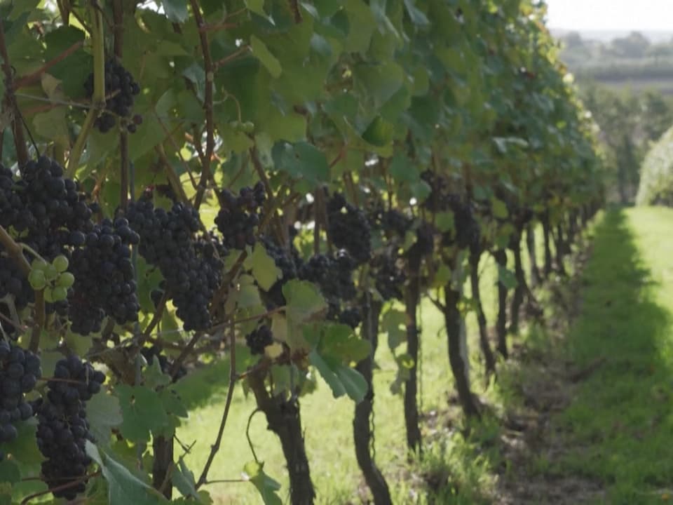 Weinreben in einem Weinberg.