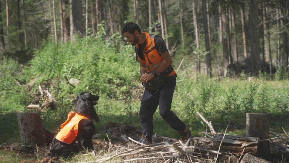 Der Hund Cino findet den Tannzapfen mit Borkenkäter-Feromon