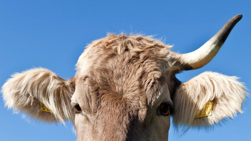 Schweiz - Mehr Kühe mit Hörnern: Das Volk dürfte mitentscheiden - News - SRF