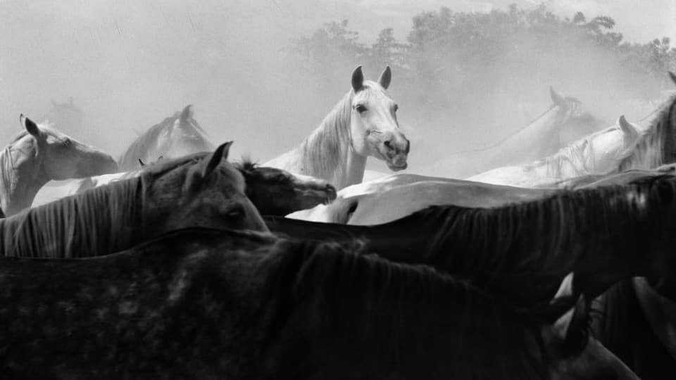 ein schwarz-weiss Foto von Pferden