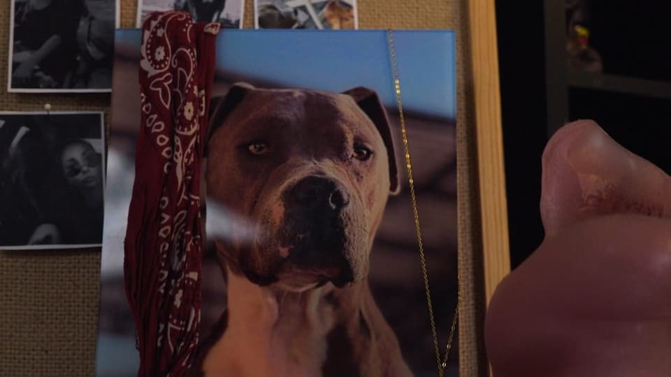 Fotografie des Pitbull Terriers «Balu»