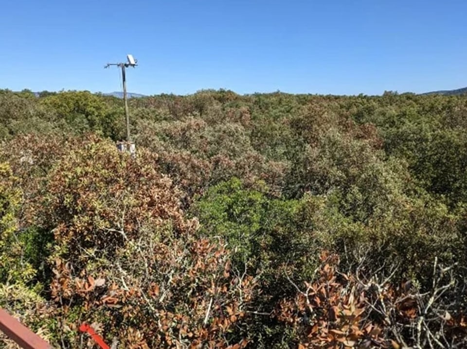 Waldgebiet mit einer Überwachungskamera auf einem Mast.