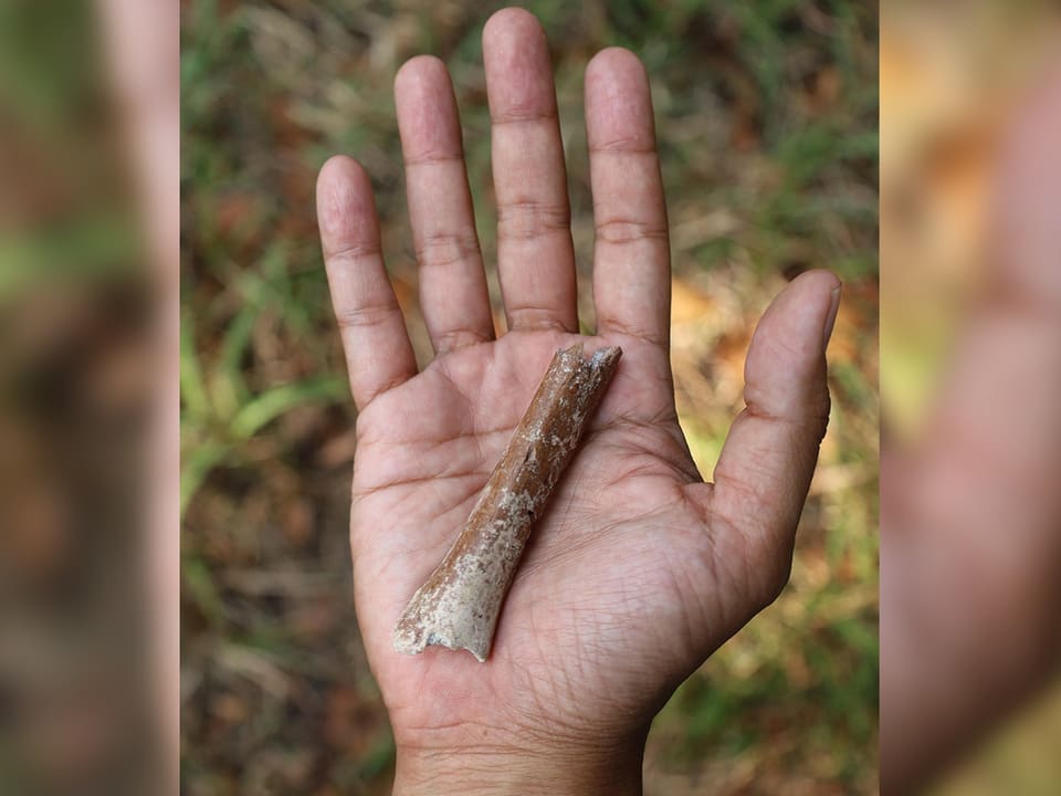 Hand hält grossen abgebrochenen Bruchstück eines weissen Knochens.