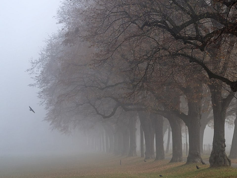 Eine Baumallee im Bodennebel.