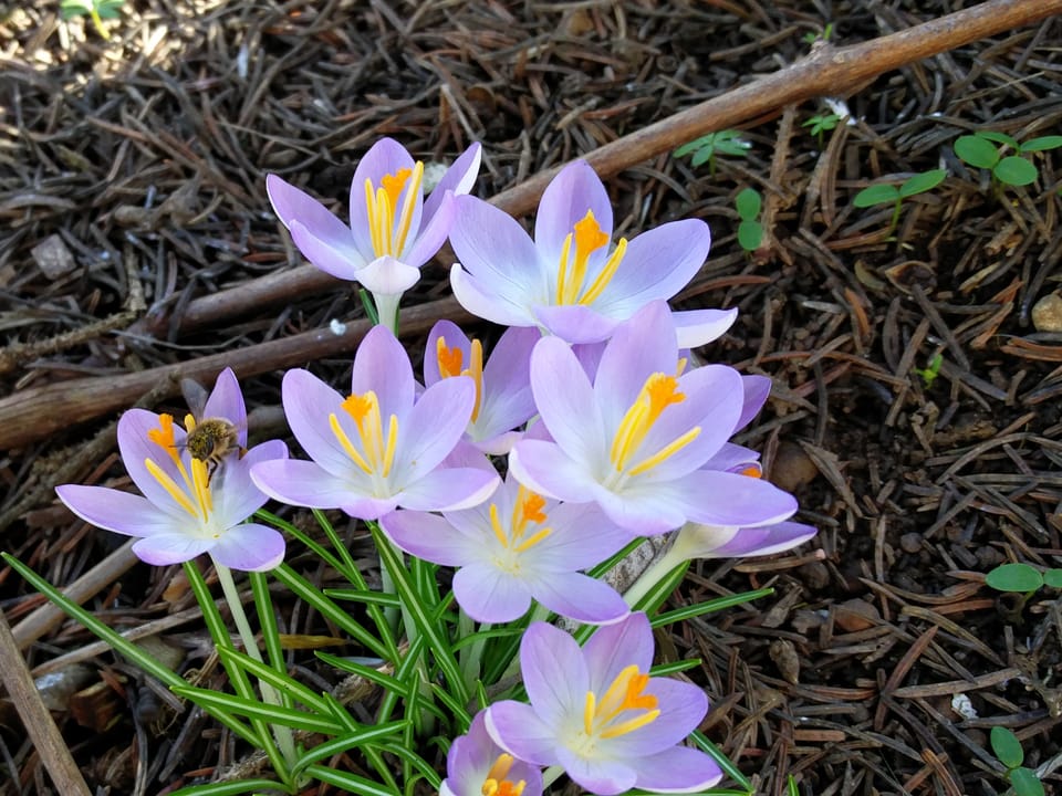 Frühlingsblumen und Bienen