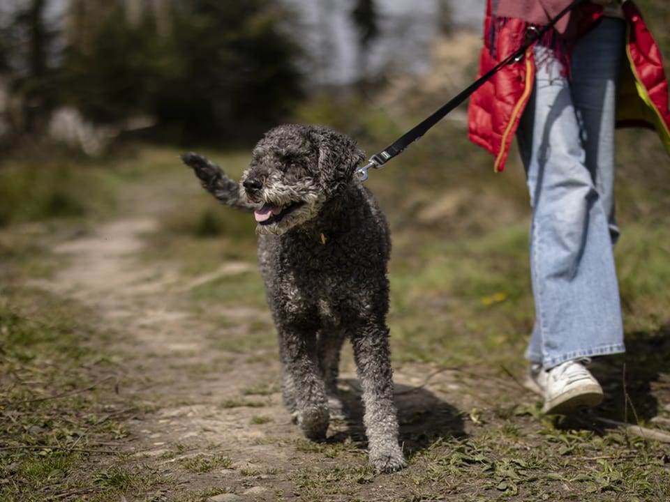 Hund an der Leine