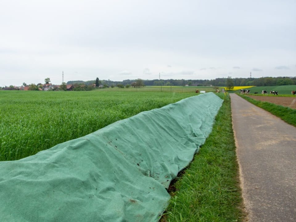 Ein landwirtschaftliches Feld im Kanton Solothurn