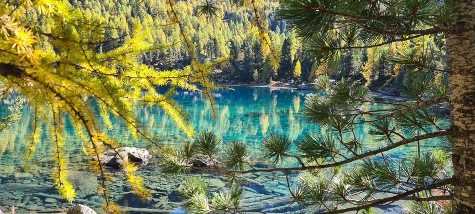 Blick durch Nadelbäume auf einen kristallklaren See mit Wald.