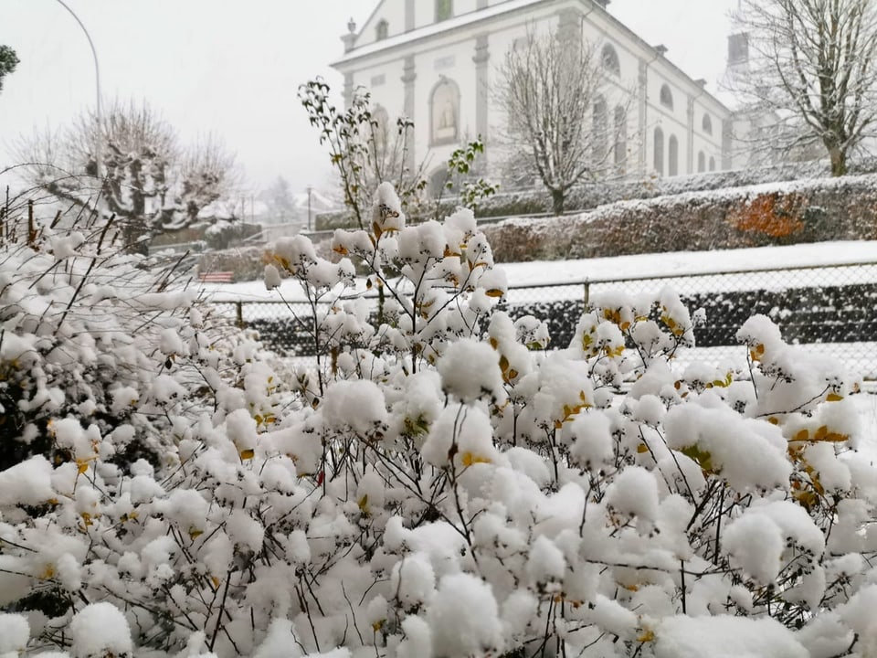 Verschneite Büsche vor einem Gebäude im Hintergrund.