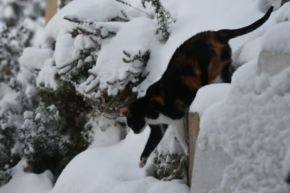 Katze springt in den Schnee.