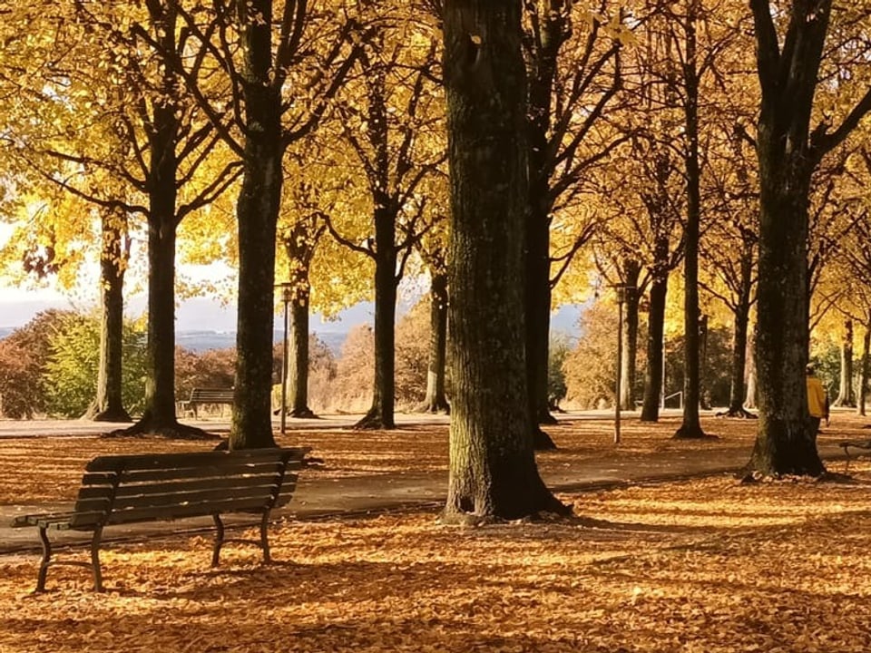 Herbstliche Verfärbung