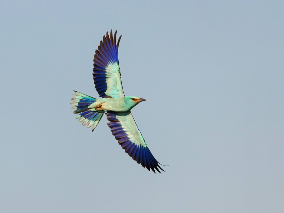 Ein Vogel mit ausgespreizten Flügeln in Blautönen.