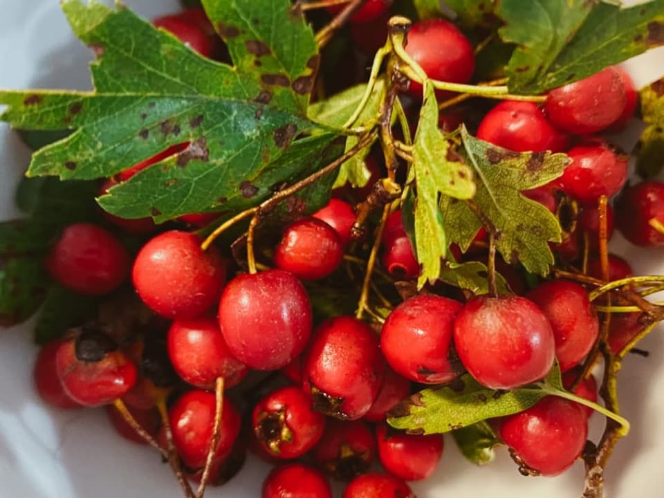 Der Weissdorn schmeckt roh mehlig und hat einen relativ grossen Kern im Gegensatz zum Fruchtfleisch.