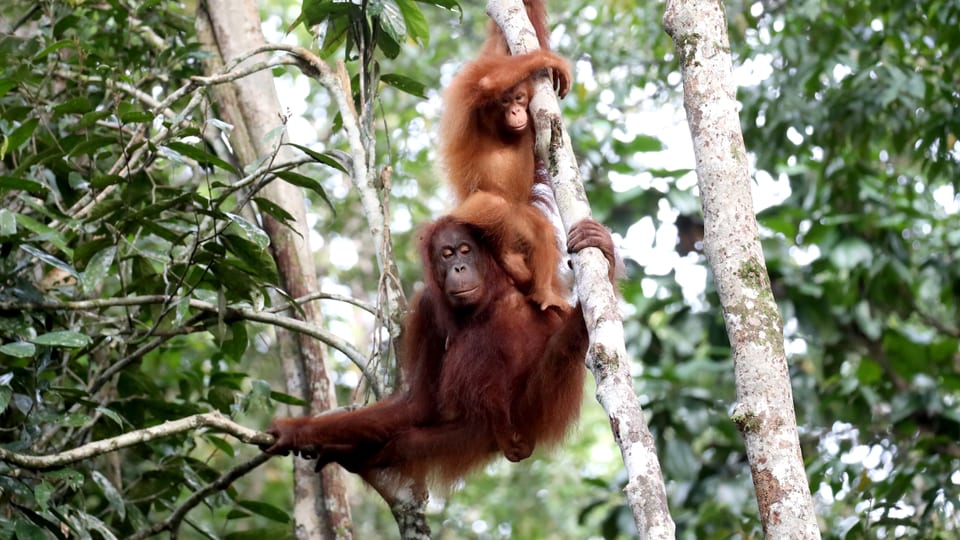 Orang-Utan-Weibchen mit Nachwuchs im Geäst