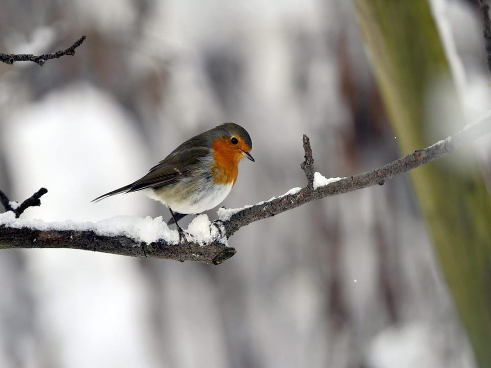 Rotkehlchen sitzt auf schneebedecktem Ast.