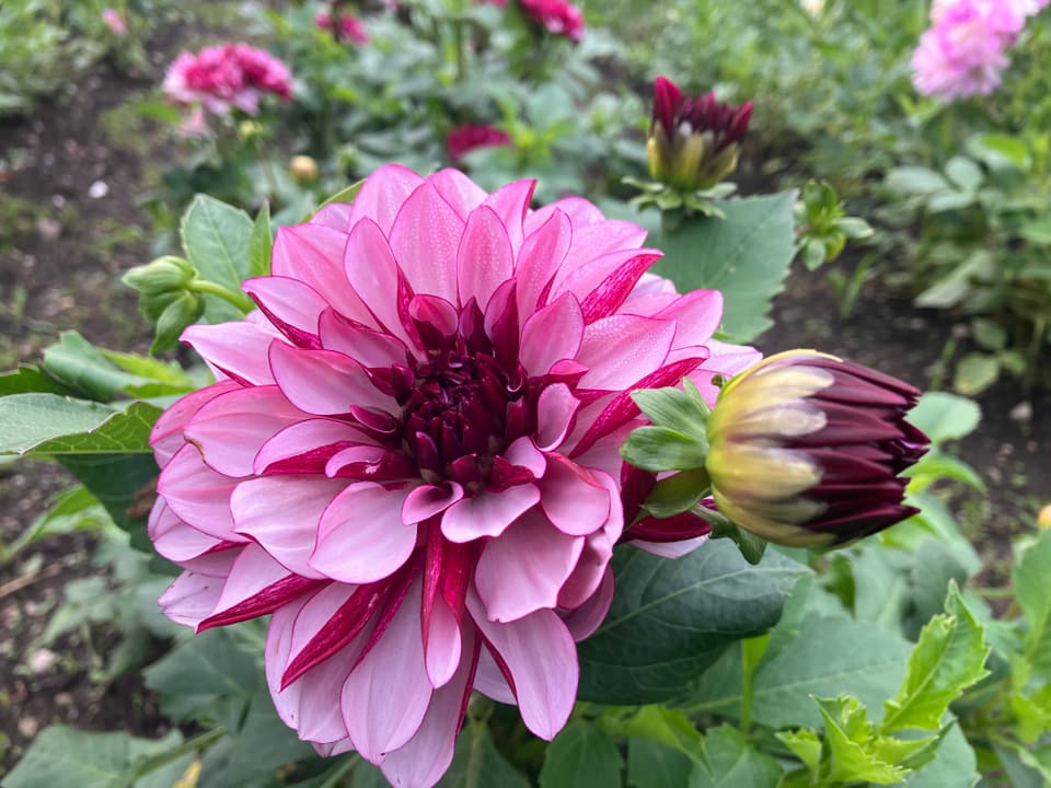 Blume auf Feld.