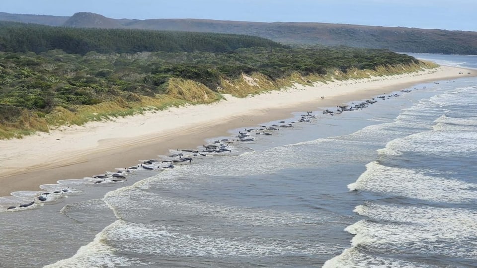 Hunderte Wale liegen am Strand.