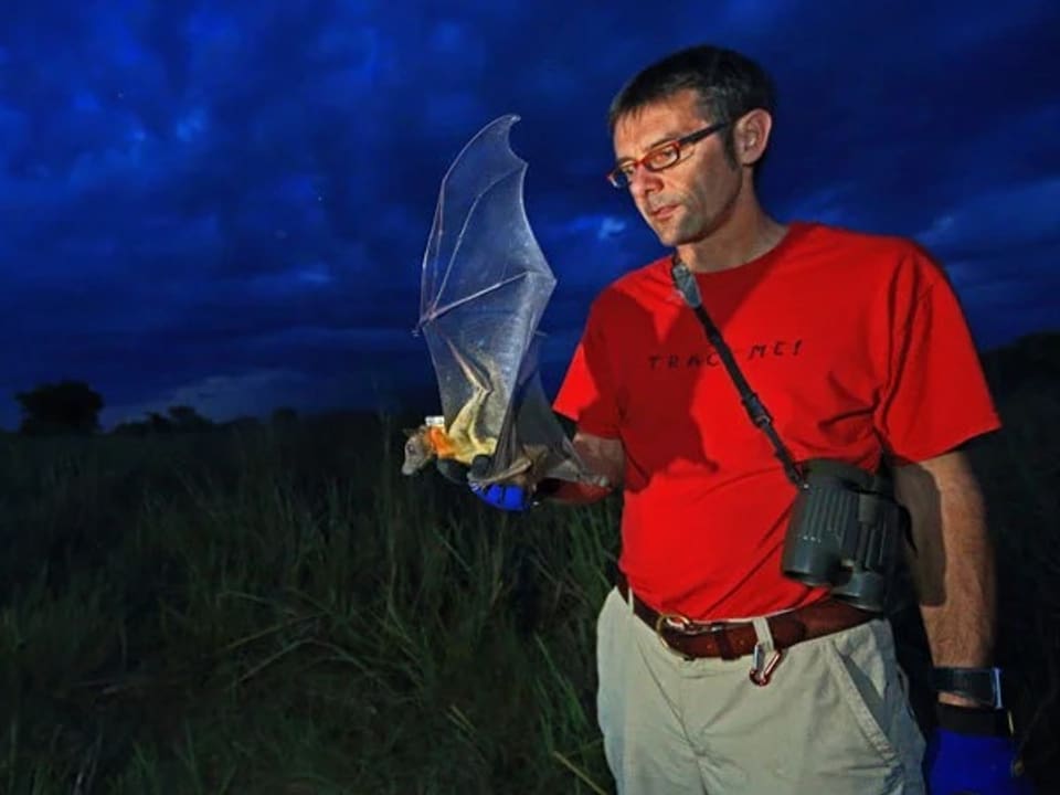 Ein Mann mit rotem T-Shirt hält eine Fledermaus bei Nacht im Freien.