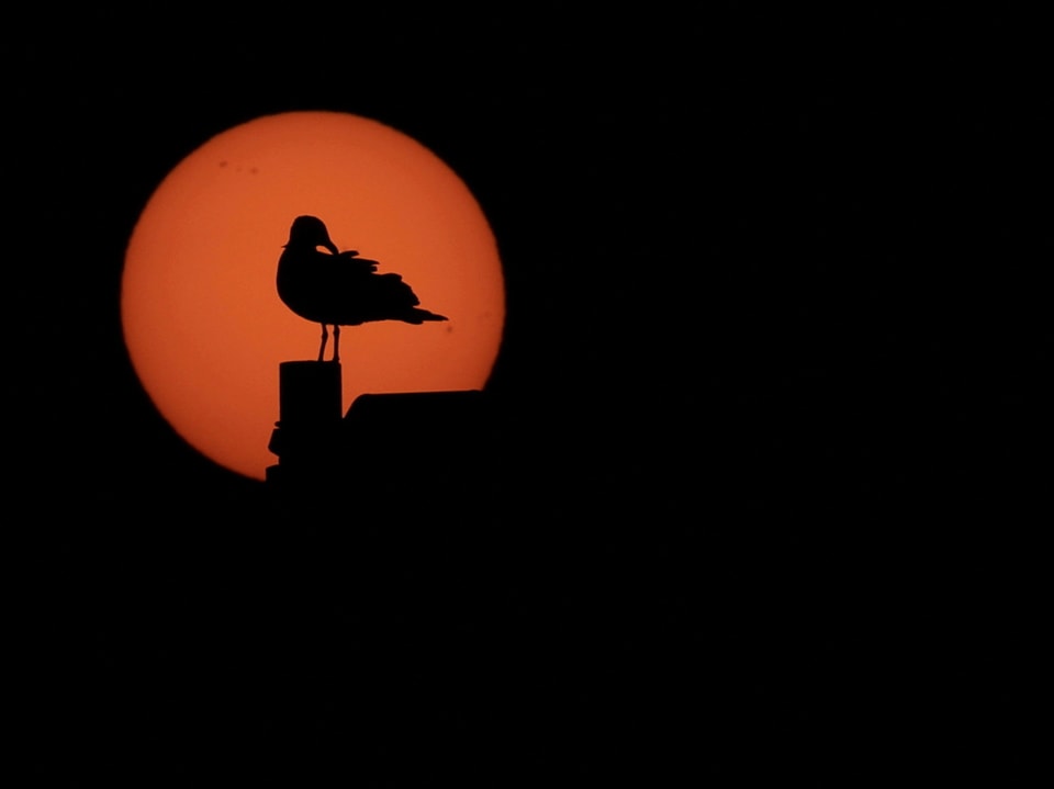 Ein Vogel im südafrikanischen Gqeberha geniesst den Sonnenuntergang.