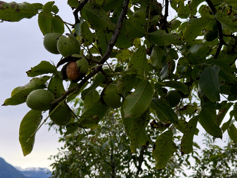 Walnüsse am Baum vor Bergkulisse.