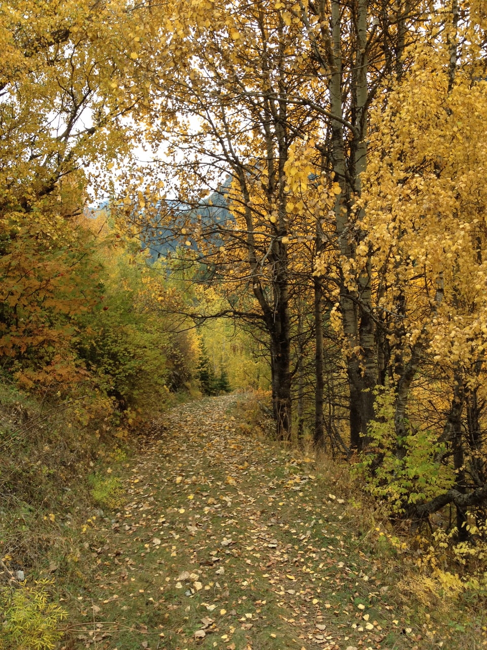 Herbstlandschaft im Unterengadin zwischen Laubbäumen