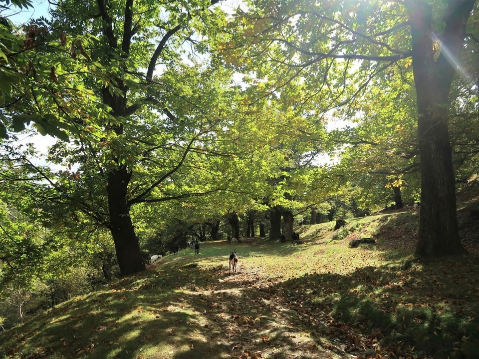 Kastanienwald mit Ziege im Hintergrund.