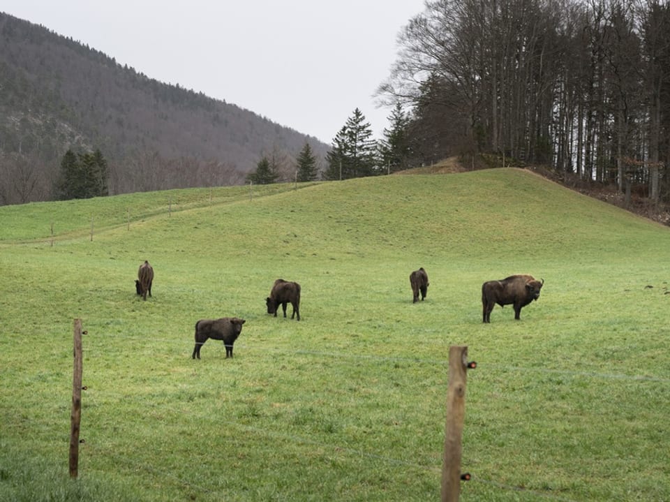 Mehrere Wisent-Tiere auf einer Wiese