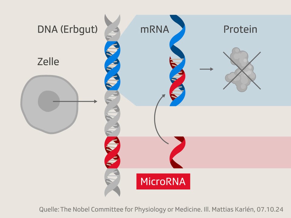 Diagramm der Interaktion von DNA, mRNA, Protein und MicroRNA in einer Zelle.