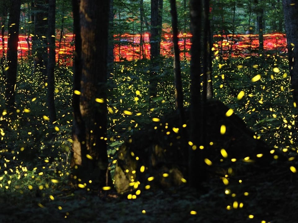 Glühwürmchen im Wald bei Nacht.